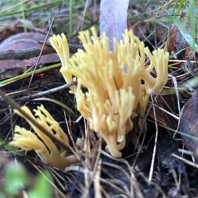 Ramaria sp. (genus) (A Coral fungus) at Moruya, NSW - 14 Jun 2025 by LisaH