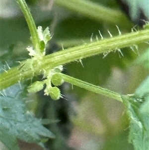 Urtica urens (Small Nettle) at Aranda, ACT - Today by lbradley