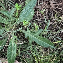Solanum aviculare at Aranda, ACT - 14 Jun 2025 by lbradley
