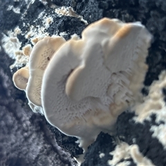 Polypore sp. by LisaH