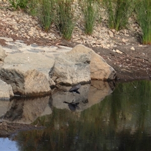 Rhipidura leucophrys (Willie Wagtail) at Bruce, ACT - 18 Apr 2025 by rhyshardy