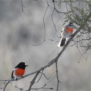 Petroica boodang (Scarlet Robin) at Kambah, ACT - Today by HelenCross