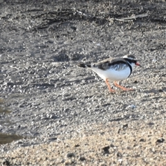 Charadrius melanops (Black-fronted Dotterel) at Kambah, ACT - 14 Jun 2025 by HelenCross