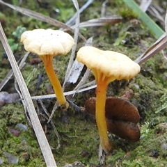 Lichenomphalia chromacea (Yellow Navel) at Kambah, ACT - 14 Jun 2025 by HelenCross