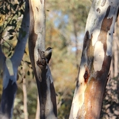 Cormobates leucophaea (White-throated Treecreeper) at O'Connor, ACT - 13 Jun 2025 by rhyshardy