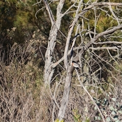 Petroica boodang (Scarlet Robin) at O'Connor, ACT - 13 Jun 2025 by rhyshardy