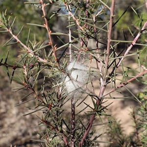 Unverified Moth (Lepidoptera) at Bruce, ACT - Yesterday by rhyshardy