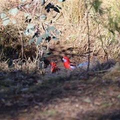 Platycercus elegans (Crimson Rosella) at O'Connor, ACT - 13 Jun 2025 by rhyshardy
