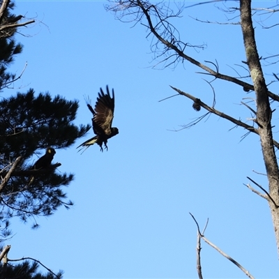 Zanda funerea (Yellow-tailed Black-Cockatoo) at O'Connor, ACT - 13 Jun 2025 by rhyshardy