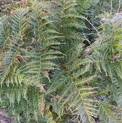 Pteridium esculentum (Bracken) at Strathnairn, ACT - 14 Jun 2025 by SteveBorkowskis