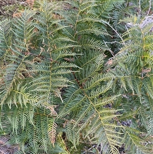 Pteridium esculentum at Strathnairn, ACT - Today by SteveBorkowskis