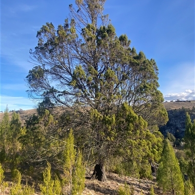 Callitris endlicheri (Black Cypress Pine) at Strathnairn, ACT - 14 Jun 2025 by SteveBorkowskis