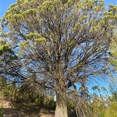 Callitris endlicheri at Strathnairn, ACT - 14 Jun 2025 03:06 PM