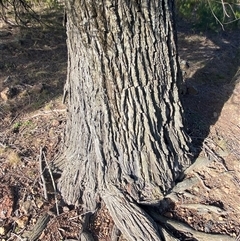 Callitris endlicheri at Strathnairn, ACT - 14 Jun 2025 03:06 PM
