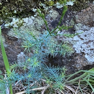 Juniperus sp. at Strathnairn, ACT - Today by SteveBorkowskis