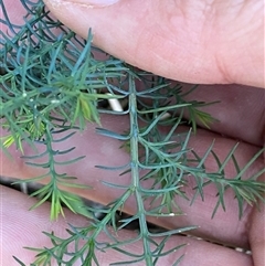 Juniperus sp. at Strathnairn, ACT - 14 Jun 2025 02:37 PM