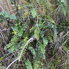 Pellaea calidirupium (Hot Rock Fern) at Strathnairn, ACT - 14 Jun 2025 by SteveBorkowskis