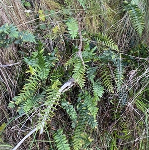 Pellaea calidirupium at Strathnairn, ACT - Today by SteveBorkowskis