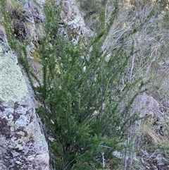 Grevillea juniperina subsp. fortis (Grevillea) at Strathnairn, ACT - 14 Jun 2025 by SteveBorkowskis