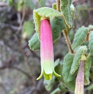 Correa reflexa var. reflexa at Strathnairn, ACT - Today by SteveBorkowskis