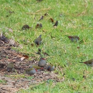 Neochmia temporalis (Red-browed Finch) at Penrose, NSW - Today by Aussiegall