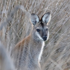 Notamacropus rufogriseus (Red-necked Wallaby) at Throsby, ACT - 14 Jun 2025 by JimL