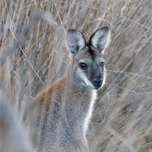 Notamacropus rufogriseus (Red-necked Wallaby) at Throsby, ACT - Today by JimL