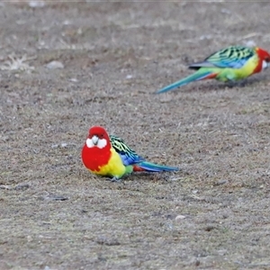 Platycercus eximius (Eastern Rosella) at Throsby, ACT - Today by JimL