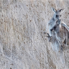 Macropus giganteus (Eastern Grey Kangaroo) at Throsby, ACT - 14 Jun 2025 by JimL