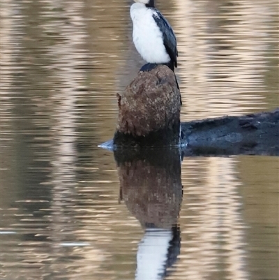 Microcarbo melanoleucos (Little Pied Cormorant) at Throsby, ACT - 14 Jun 2025 by JimL