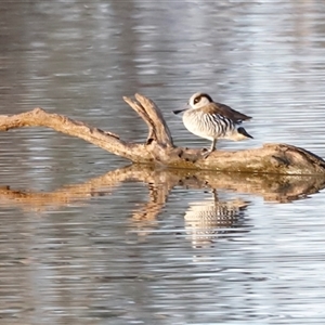 Malacorhynchus membranaceus at Throsby, ACT - Today by JimL
