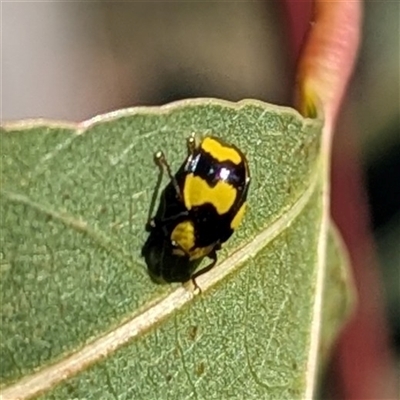 Illeis galbula (Fungus-eating Ladybird) by HelenCross