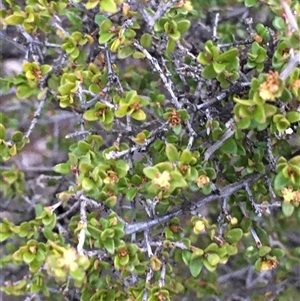 Bossiaea buxifolia at Crowther, NSW - Today by Frecko