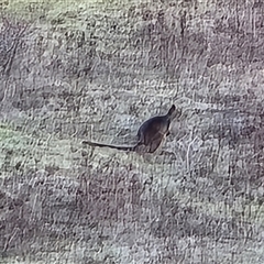 Wallabia bicolor (Swamp Wallaby) at Isaacs, ACT - 14 Jun 2025 by Mike