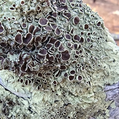Unverified Lichen at Isaacs, ACT - 14 Jun 2025 by Mike