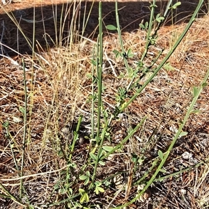 Cytisus scoparius subsp. scoparius at Isaacs, ACT - Today by Mike