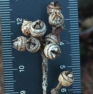 Eucalyptus blakelyi at Crowther, NSW - 14 Jun 2025 04:30 PM