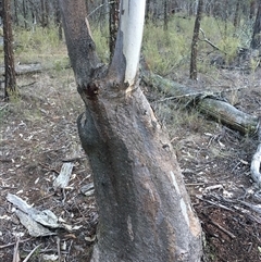 Eucalyptus blakelyi at Crowther, NSW - 14 Jun 2025 04:30 PM