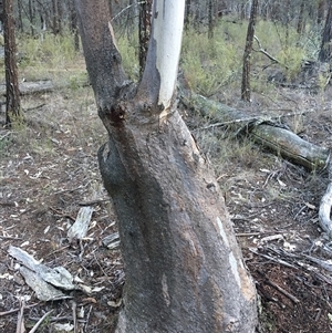 Eucalyptus blakelyi at Crowther, NSW - 14 Jun 2025 04:30 PM
