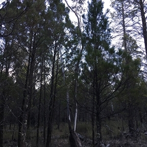 Eucalyptus blakelyi at Crowther, NSW - 14 Jun 2025 04:30 PM