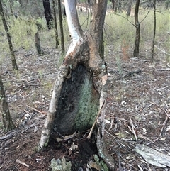 Eucalyptus blakelyi at Crowther, NSW - 14 Jun 2025 04:30 PM