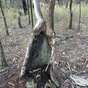 Eucalyptus blakelyi at Crowther, NSW - 14 Jun 2025 04:30 PM