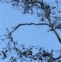 Eucalyptus blakelyi at Crowther, NSW - 14 Jun 2025 04:30 PM