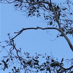 Eucalyptus blakelyi at Crowther, NSW - 14 Jun 2025 04:30 PM