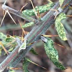 Acacia paradoxa (Kangaroo Thorn) at Crowther, NSW - 14 Jun 2025 by Frecko