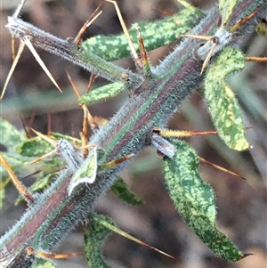 Acacia paradoxa at Crowther, NSW - Today by Frecko