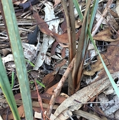 Dianella revoluta var. revoluta (Black-Anther Flax Lily) at Crowther, NSW - 14 Jun 2025 by Frecko
