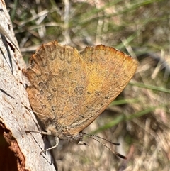 Paralucia aurifera at Rendezvous Creek, ACT - 9 Oct 2023 by Pirom