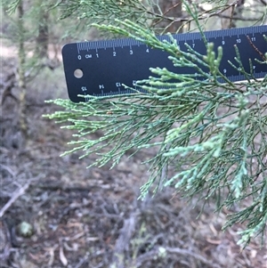 Callitris endlicheri (Black Cypress Pine) at Crowther, NSW - Today by Frecko