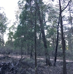 Callitris endlicheri at Crowther, NSW - 14 Jun 2025 04:14 PM